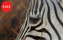 Dramatic, Zebra print by Lyndsey Selley Limited Edition Print