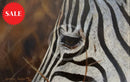 Dramatic, Zebra print by Lyndsey Selley Limited Edition Print