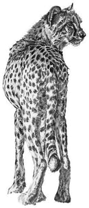 Elegance Personified By Nicola Gillyon 300 X 400Mm