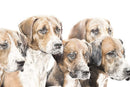 Expectation, Foxhounds by Nicola Gillyon