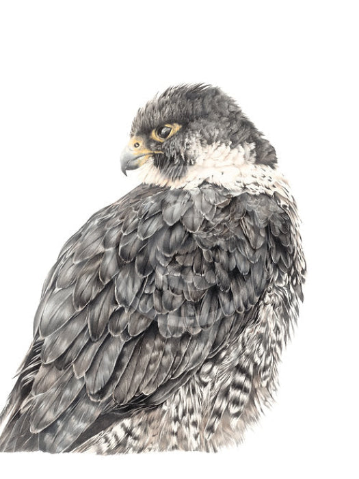 Falcon’s Focus, Bird of Prey by Nicola Gillyon