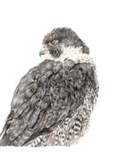 Falcon’s Focus, Bird of Prey by Nicola Gillyon