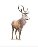 Fiadh Ruadh (Stag) by Nicola Gillyon