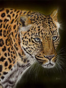 Fixation (Leopard) by Janine Lees
