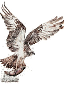 Fly Fishing, Bird Of Prey by Nicola Gillyon