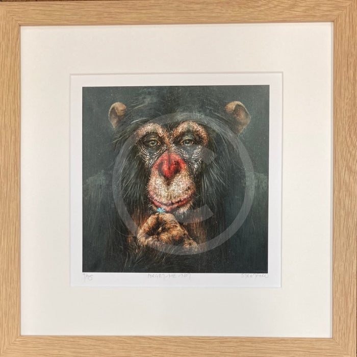 Forget-Me-Not, Chimp / Monkey Print by Amanda Stratford
