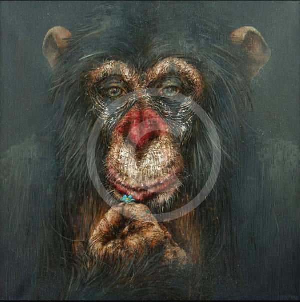 Forget-me-not, chimp / monkey print by Amanda Stratford  