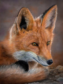 Frieda (Fox) by Janine Lees