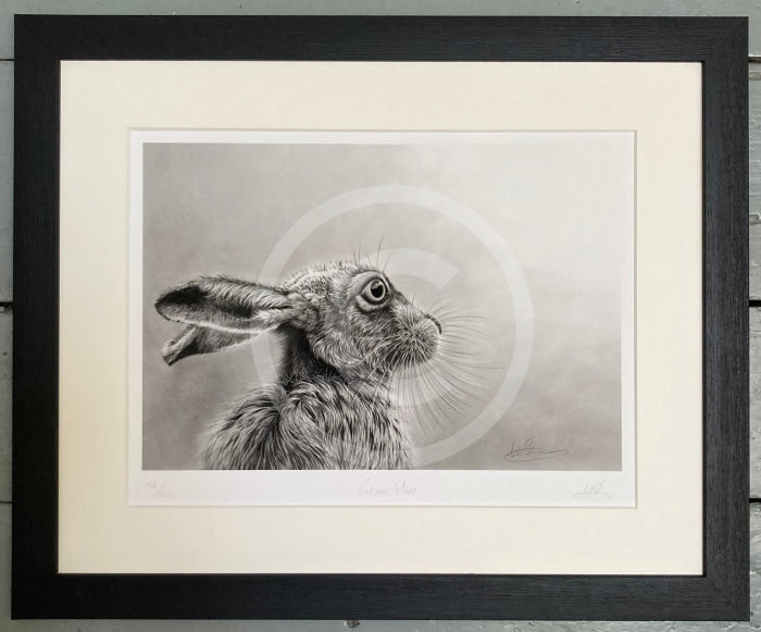 Gazing Hare by Nolon Stacey Framed in black