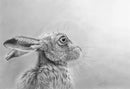 Gazing Hare By Nolon Stacey