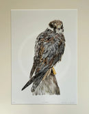 Gormag Hobby Falcon, Limited Edition Print by Nicola Gillyon - 14x11’’ - Limited Edition Print