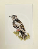 Great Spotted Woodpecker by Nicola Gillyon - 14 x 11’’ - Limited Edition Print