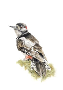 Great Spotted Woodpecker by Nicola Gillyon - 14 x 11’’ - Limited Edition Print