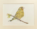 Green Finch, Limited Edition Print by Nicola Gillyon - 14 x 11’’ - Limited Edition Print