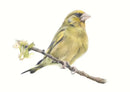 Green Finch by Nicola Gillyon - 14 x 11’’ - Limited Edition Print