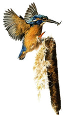 Halcyon Feast (Kingfisher) By Nicola Gillyon 