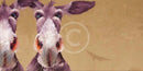 Half Assed, Donkey Ass print by Amanda Stratford 