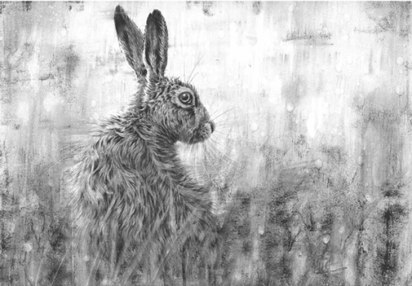 Hare In Grass II by Nolon Stacey