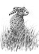 Hare Looking Back By Nolon Stacey