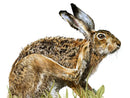 Hartley Hare Print By Nicola Gillyon