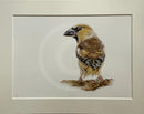Hawfinch, Limited Edition Print by Nicola Gillyon - 14 x 11’’ - Limited Edition Print