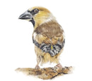 Hawfinch by Nicola Gillyon - 14 x 11’’ - Limited Edition Print