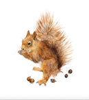 Hazel (Squirrel) by Nicola Gillyon