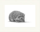 Hedgehog II by Nolon Stacey