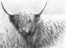 Highland Cow Iv By Nolon Stacey