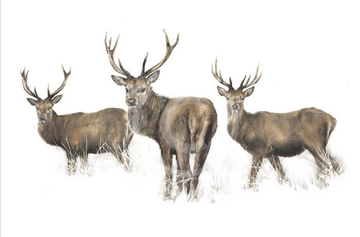 Highland Heirs, by Nicola Gillyon