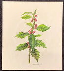 Holly by Natalja Olejnicka — miniature mixed media botanical painting of a holly branch with spiky deep green leaves and clusters of bright red berries on pale green marbled mountcard