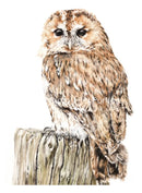Hooter, Tawny Owl by Nicola Gillyon