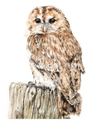Hooter, Tawny Owl by Nicola Gillyon