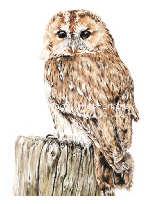 Hooter, Tawny Owl by Nicola Gillyon