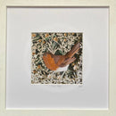 Jolly Robin, Giclée Print of a Robin by Anna Cook framed