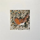 Jolly Robin, Giclée Print of a Robin by Anna Cook