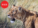 Kenyan Lioness, Limited Edition Wildlife Big Cat Print by Lyndsey Selley