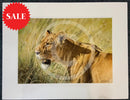 Kenyan Lioness, Limited Edition Wildlife Big Cat Print by Lyndsey Selley