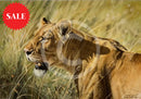 Kenyan Lioness, Limited Edition Wildlife Big Cat Print by Lyndsey Selley