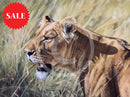 Kenyan Lioness, Limited Edition Wildlife Big Cat Print by Lyndsey Selley