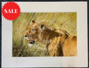 Kenyan Lioness, Limited Edition Wildlife Big Cat Print by Lyndsey Selley