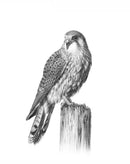 Kestrel by Nolon Stacey