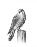 Kestrel by Nolon Stacey