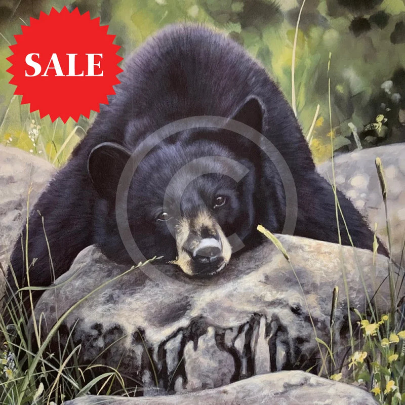 Lazy Days Bear, Limited Edition Wildlife Bear Print by Lyndsey Selley