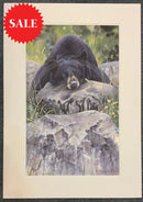 Lazy Days Bear, Limited Edition Wildlife Bear Print by Lyndsey Selley