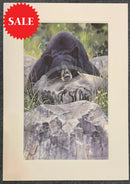 Lazy Days Bear, Limited Edition Wildlife Bear Print by Lyndsey Selley