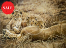 Lioness & Cubs, Limited Edition Wildlife Big Cat Print by Lyndsey Selley