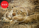 Lioness & Cubs, Limited Edition Wildlife Big Cat Print by Lyndsey Selley