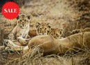 Lioness & Cubs, Limited Edition Wildlife Big Cat Print by Lyndsey Selley