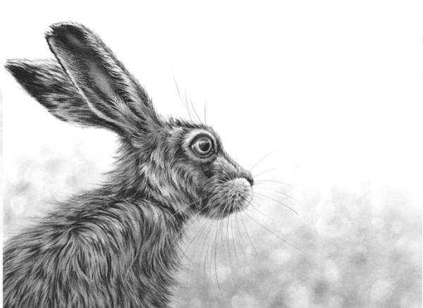 Listening Hare II by Nolon Stacey